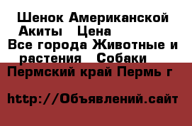 Шенок Американской Акиты › Цена ­ 35 000 - Все города Животные и растения » Собаки   . Пермский край,Пермь г.